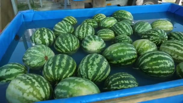 大型成熟西瓜装在一个大型容器中 农业植物上有水 许多成熟的绿色和黑色西瓜漂浮在现代农业植物内部的一个大蓝色容器中 这让人印象深刻 它看起来很快乐 很专业 — 图库视频影像