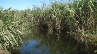 Yaz mevsiminde yüksek çayırlardaki sulak arazilerle dar körfezden geçen küçük bir tekne, güneşli bir yaz gününde Dinyeper bölgesinde parlak yeşil su ve yüksek baston, sedir ve sazlıkların sulak alanlarıyla dolu ince bir körfeze bakıyor..
