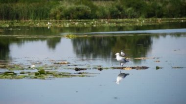 Bir kütükte oturan iki martı ve güneşli bir günde Dinyeper Havzası 'nda uçan bir martı. Eski bir kütükte oturan ve güneşli bir yaz gününde dingin nehrin sakin sularına bakan iki martının ilham verici görüntüsü.. 