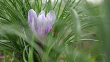 Güneşli bir günde, güzel bir yaz gününde, güzel bir tarlada büyüyen safran menekşesi çiçeklerinin neşeli yakın plan görüntüsü üzerine yükselen bir safran mor çiçek. Muhteşem, romantik ve güzel görünüyor.
