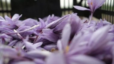 Güzel mor safran çiçekleri yavaş çekimde kapalı mekanda büyüleyen ve dönen mor safran çiçeklerin bokeh görüntüsüyle kapalı alandaki bir çiçek yığınına düşüyorlar. Romantik ve ilham verici görünüyor..