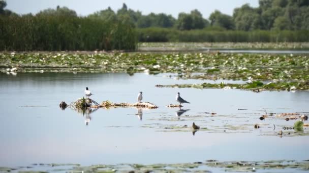 Drei Möwen Sitzen Auf Einem Haken Dnipro Becken Einem Sonnigen — Stockvideo