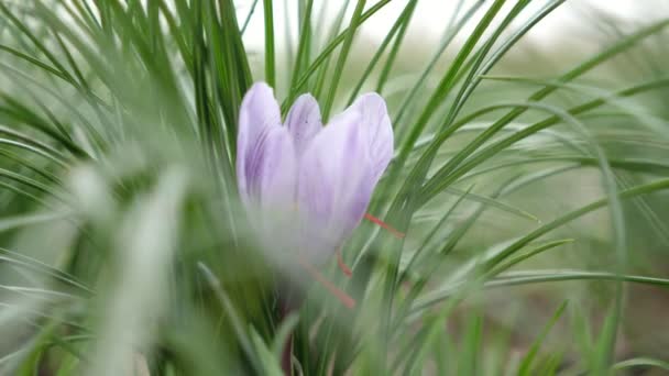 Een Bloeiende Saffraan Violette Bloem Groeiend Een Schilderachtig Veld Een — Stockvideo