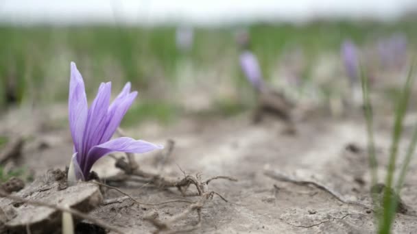 Надихаючі Квіти Шафранових Гілок Піднімаються Велике Поле Сонячний День Влітку — стокове відео