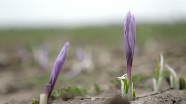 Piękny Szafran Kiełkuje Kwiaty Rosnące Dużym Polu Słoneczny Dzień Lecie — Wideo stockowe