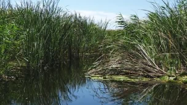 Langsames Boot Bewegt Sich Durch Enge Bucht Mit Feuchtgebiet Aus — Stockvideo