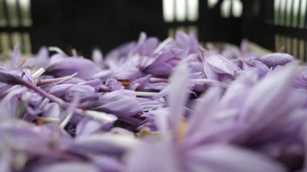 Muitas Flores Açafrão Violeta Luz Caindo Grande Pilha Livre Câmera — Vídeo de Stock