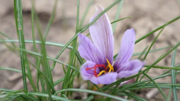 夏の晴れた日に野生地域で柔らかい花弁を持つフィールドサフランの花夏の晴れた日に高い草の間で孤独な成長壊れやすい花弁と美しいフィールドの花の美しい景色 いい感じです 印象的で柔らかい — ストック動画