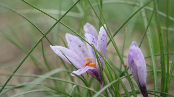 Fält Saffran Blomma Med Mjuka Kronblad Vilt Område Solig Dag — Stockvideo