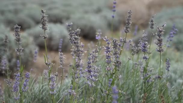 Groft Område Dækket Med Artemisia Andre Græsser Solrig Dag Sommeren – Stock-video