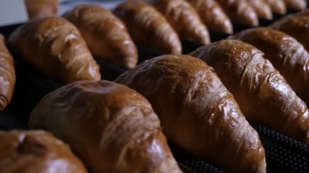 Lot Delicious Yellow Croissants Lying Metallic Counters Cheery Bakery Plant — Stock Video