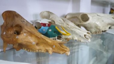 Çağdaş bilim merkezindeki cam raflarda uzanan çene ve antik hayvanların kafaları da dahil olmak üzere geniş modern bilim merkezindeki çeşitli hayvan kemiklerinin büyüleyici görüntüsü. Göz alıcı ve iyi görünüyorlar.