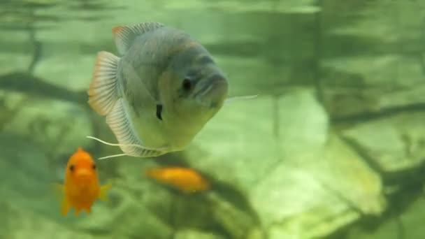 아쿠아리움에는 색깔의 물고기 배경에 바위가 크기의 아쿠아리움이 보인다 아쿠아리움에는 물고기들 — 비디오