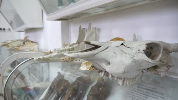 現代科学センターの顎を含むさまざまな動物の骨現代科学センターの棚に横たわっている古代の動物の顎を含む様々な動物の骨の元のビュー いくつかの骨はガラスの下 — ストック動画
