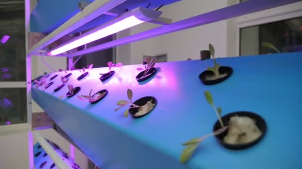 Hydroponics Process Seedlings Growing Special Holes Made Long Plate Astonishing — Stok video
