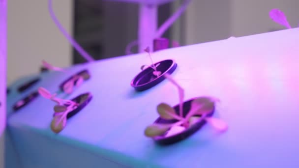 Hydroponics Technology Applied Grow Sprouts Long Metallic Shelves Holes Wonderful — Stock Video