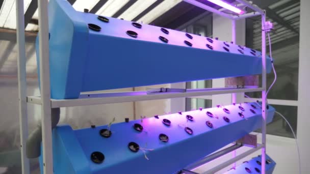 Tecnología Hidropónica Utilizada Para Cultivar Semillas Bastidores Metálicos Largos Con — Vídeo de stock