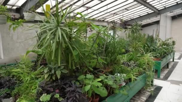 Grote Kas Met Seves Bedekt Met Decoratieve Planten Potten Inclusief — Stockvideo