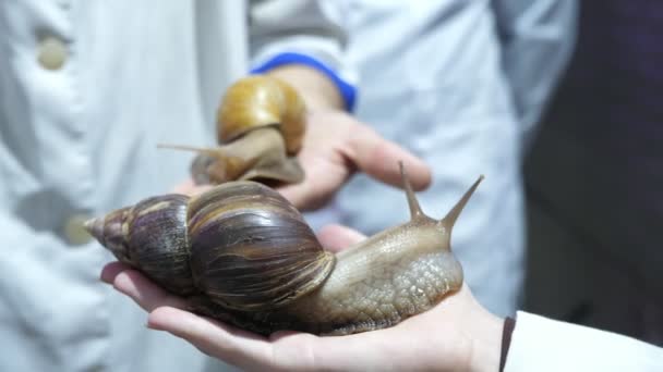 Dos Caracoles Grandes Conchas Grandes Con Zarcillos Largos Manos Trabajadores — Vídeo de stock