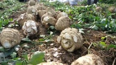 Olgun kereviz kökleri, yazın güneşli bir günde uzun şeritli büyük bir tarımsal alana yerleştirilen olgun kereviz kulplarının etkileyici bir şekilde yakın planda tutulduğu büyük bir tarımsal alanda bulunur. Bir işçinin ayakları çok uzakta titreşiyor.