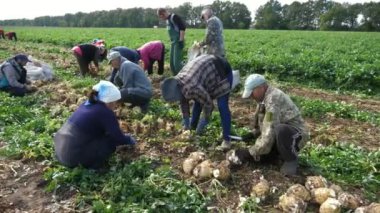 Tarım işçileri yazın büyük bir tarlada olgun kereviz topuzları kesiyorlar. Güneşli bir yaz gününde, çok çalışan tarım işçilerinin beyaz plastik torbalarla kereviz topuzları kesip topladığı görkemli bir manzara. Güzel görünüyor..