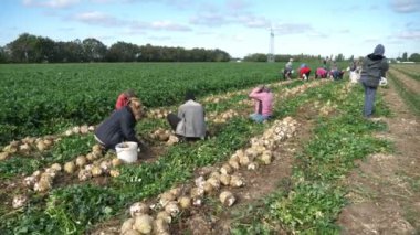 Büyük bir tarlada beyaz çuvallarda kereviz topuzları toplayan sayısız tarım çalışanı güneşli bir yaz gününde, beyaz plastik torbalarda kereviz topuzları toplayan çok sayıda tarım işçisinin iyimser görüşü. İyi görünüyor..