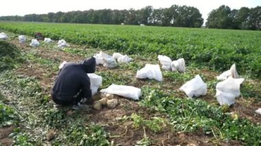 Birçok tarım işçisi, yazın güneşli bir günde, beyaz bir tarlada kereviz köklerini beyaz çuvallarda toplayarak tarımsal insanların kereviz topuzlarını topladığını görmektedir. Neşeli görünüyor..