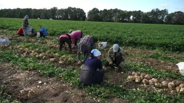 Muitos Trabalhadores Agrícolas Que Reúnem Botões Aipo Grande Estão Verão — Vídeo de Stock