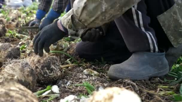 Två Jordbruksarbetare Skär Selleri Rötter Ett Stort Fält Solig Dag — Stockvideo