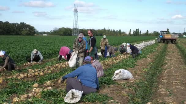 Десятки Агрорабочих Собирают Сельдерей Большом Поле Летом Веселый Вид Многих — стоковое видео