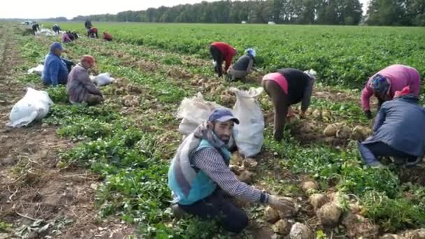 Landarbeiter Ernten Reife Sellerieknöpfe Weißen Säcken Auf Einem Großen Feld — Stockvideo