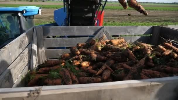 Carottes Rouges Sales Coulant Tuyau Dans Une Remorque Bois Traînée — Video