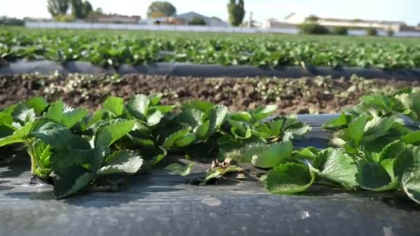 Stroberi Hijau Tumbuh Bawah Agrofibre Pada Hari Yang Cerah Musim — Stok Video