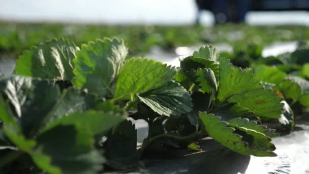 Szamóca Növények Nőnek Agroszál Alatt Hatalmas Területen Egy Napsütéses Tavaszi — Stock videók