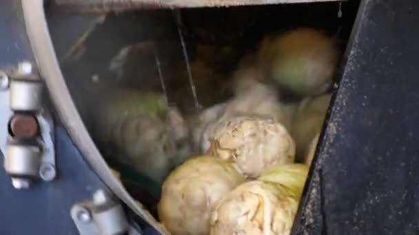 Celery Knobs Rotating Water Streams Big Scoop Agricultural Plant Optimistic — Stock Video