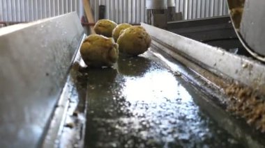Düz bir plastik taşıyıcı şeride atlayan kereviz kökleri, tarımsal fabrikada düz bir plastik taşıyıcı şeride atlıyor. Düz plastik taşıyıcı hat üzerinde çalışan düzenli kereviz kökleri ve büyük ve çağdaş tarım fabrikasında dönen bir tanktan atlıyor.. 