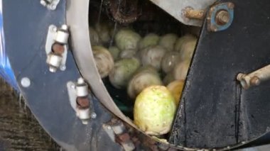 Kereviz kökleri büyük bir kepçeyle dönerek ve yıkanarak tarımsal bir bitkinin neşe dolu manzarasında birçok kereviz kökü, modern bir tarım fabrikasında, temiz suyla dönüyor, zıplıyor ve yıkıyor. Güzel ve komik görünüyor..