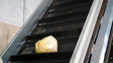Konveyör hattında yükselen kereviz kökleri, geniş ve modern bir tarımsal santralde dar raflarla kaplı bir taşıyıcı şeritteki temiz kereviz kökleri hakkında iyimser bir bakış açısına sahip raflarla birlikte. Neşeli ve profesyonel görünüyor..