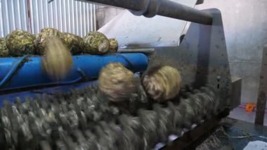 Kirli kereviz kökleri konveyör hattında hareket ediyor. Tarım bitkilerinde dönen tüplerle birlikte büyük bir tarımsal bitkide metal şeritlerle kaplı dönen tüplerle, taşıyıcı bir şeritte atlayan kereviz köklerinin neşeli görüntüsü. Komik ve profesyonel görünüyor..