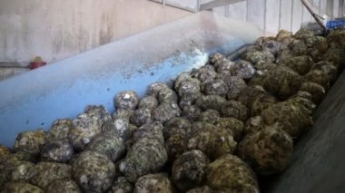 Kereviz kökleri, tarımsal bir santralde, taşıyıcı bir şeritte akmakta olan ve büyük bir tarımsal fabrikada yavaşça hareket eden birçok kereviz kökünün görüntüsünü canlandıran bir taşıyıcı hat üzerinde yavaşça hareket ediyor. Neşeli, iyi ve çevre dostu görünüyor..