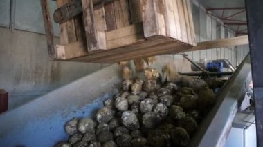 Birçok kereviz kökü bir taşıyıcıya düşer ve tarımsal bitki üzerinde hareket eder. Pek çok kereviz köklerinin, taşıyıcı şeritteki ahşap bir kutudan aktığını ve büyük bir tarımsal bitki üzerinde hareket ettiğini görürüz. İlham verici ve iyi görünüyor..