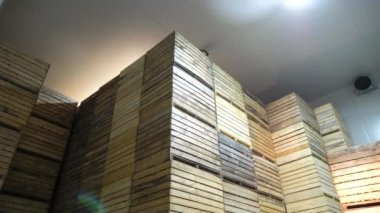 Yüksek metalik tavanlı büyük bir tarım salonunda elektrikli forkliftlerin kullandığı yüksek ahşap palet yığınlarına çarpan bir forklift ile devasa bir tarım deposundaki ahşap paletler yığını. Yakınlarda bir forklift çalışıyor.