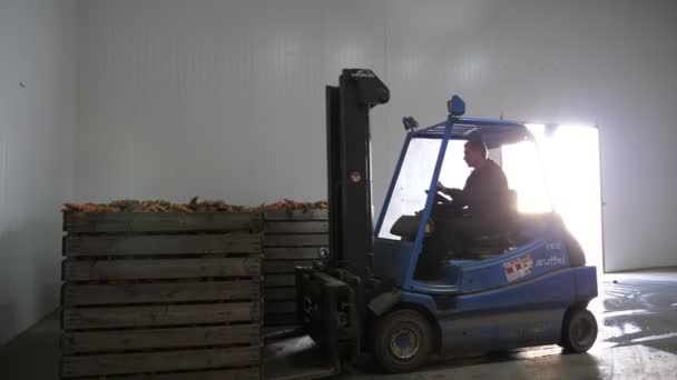 Carretilla Elevadora Alegre Que Transporta Paletas Madera Con Zanahorias Gran — Vídeo de stock