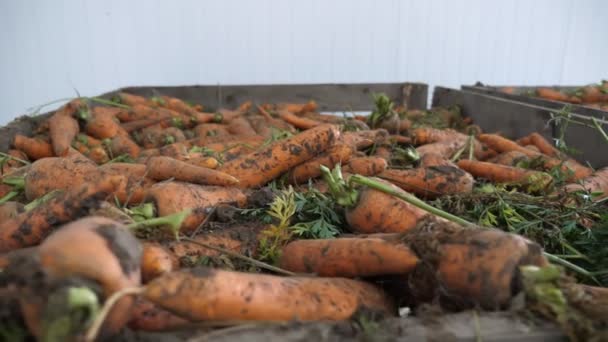 Breite Holzpaletten Mit Rohen Und Schmutzigen Karotten Einem Großen Landwirtschaftlichen — Stockvideo