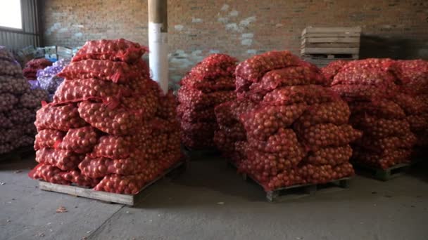 Net Sacks Full Onion Garlic Kept Large Pallets Storehouse Inspiring — Stock Video
