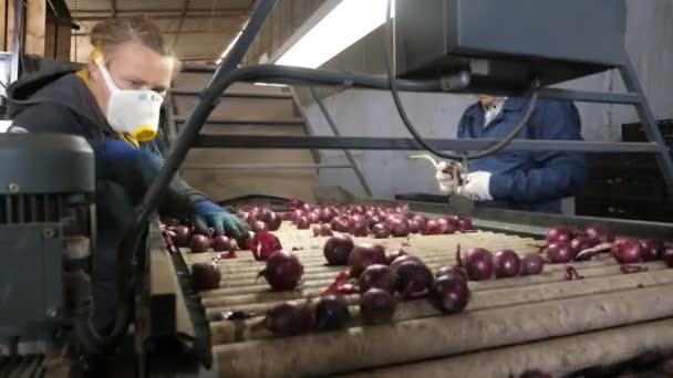 Snappige Arbeiders Die Violette Uien Sorteren Die Een Hedendaagse Transportband — Stockvideo