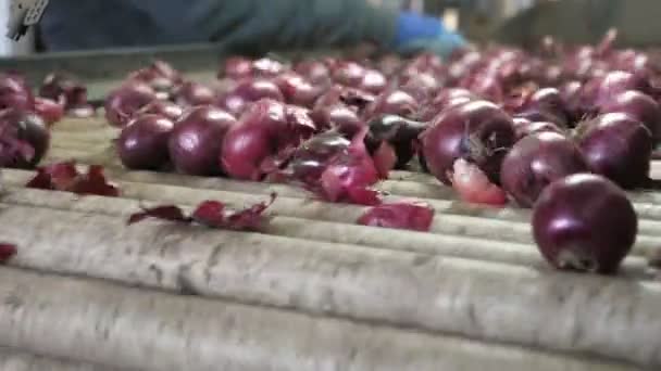 Cebollas Violetas Limpias Que Van Transportador Metálico Con Tubos Redondos — Vídeo de stock