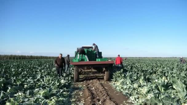 Agro Robotnicy Zbierają Kapustę Ogromnym Polu Słoneczny Dzień Latem Imponujący — Wideo stockowe