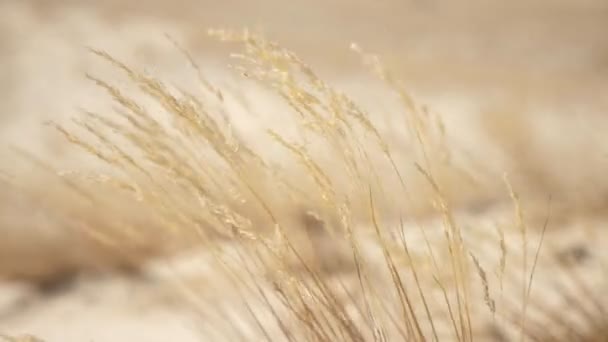 Desierto Arenoso Caliente Con Arbustos Amarillos Ondeantes Hierba Día Soleado — Vídeo de stock
