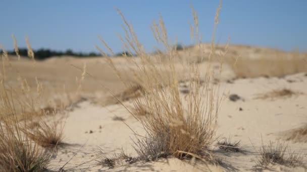 Gran Desierto Arenoso Con Hierba Amarilla Solitaria Arbustos Día Soleado — Vídeos de Stock